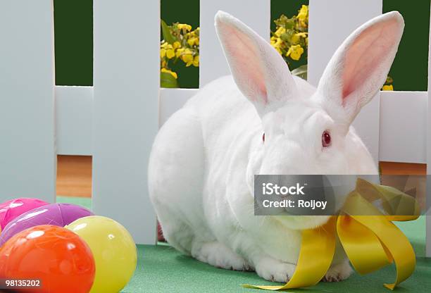 White Rabbit Stock Photo - Download Image Now - Albino, Animal, Animal Ear