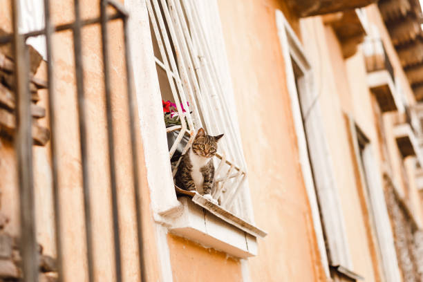 istock three-coloured cat sitting on the windowsill 981353978