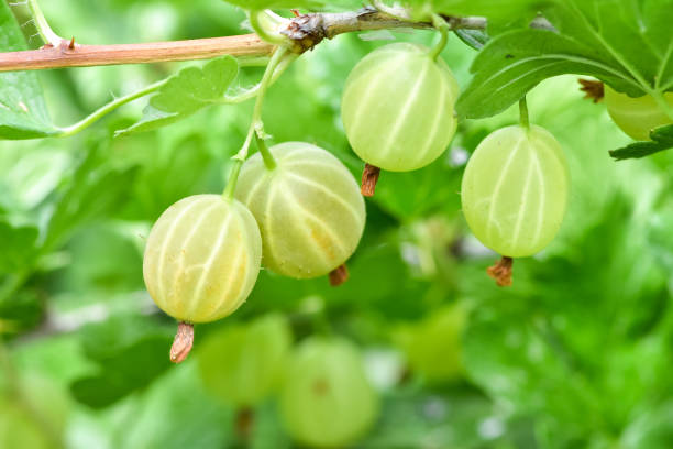 uva spina verde fresca matura in giardino. - gooseberry foto e immagini stock