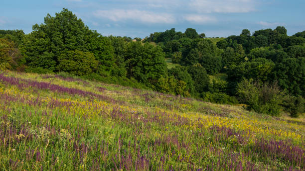 istock flowering flowers on a meadow in a hilly area. 981358260