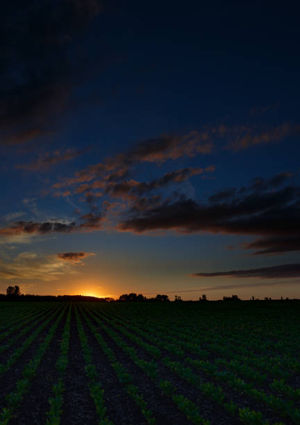 istock Twilight sky with clouds at dawn over a field with agricultural plantations. 981375172