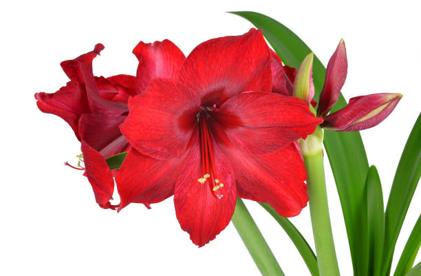 istock Red Amaryllis flower with green leaves. 981379588