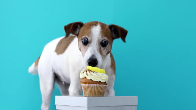 Dog Jack Russell Terrier eat Cake