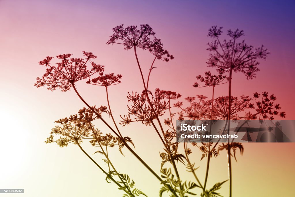 Persil de vache fleurs sauvages au lever du soleil. - Photo de Cerfeuil sauvage libre de droits