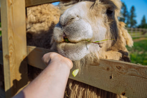 kamel. tier füttern. wochenende im zoo - camel animal dromedary camel desert stock-fotos und bilder