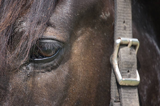 istock Close-up of horse head 98138597