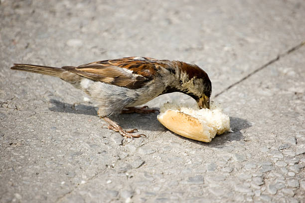 Sparrow eats a roll.
