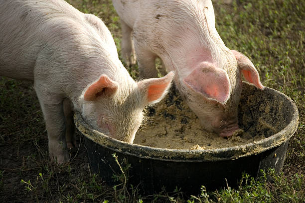 istock Tow piglets eating from one bowl 98138615