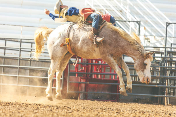 istock Utah Cowboy Saddle Bronc Arena Bareback Riding Western Outdoors and Rodeo Stampede Roundup Riding Horses Herding Livestock 981388714