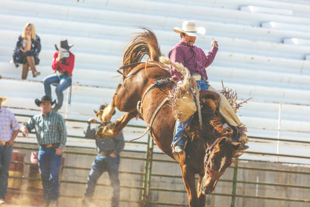 istock Utah Cowboy Saddle Bronc Arena Bareback Riding Western Outdoors and Rodeo Stampede Roundup Riding Horses Herding Livestock 981389066