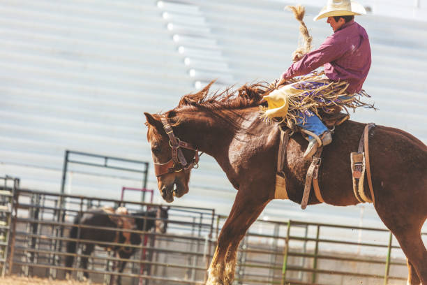 utah cowboy седло бронк арена bareback верховая езда западной на открытом воздухе и родео stampede раундап верховая езда лошади выпаса скота - bareback стоковые фото и изображения