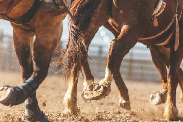utah cowboy седло бронк арена bareback верховая езда западной на открытом воздухе и родео stampede раундап верховая езда лошади выпаса скота - bareback стоковые фото и изображения