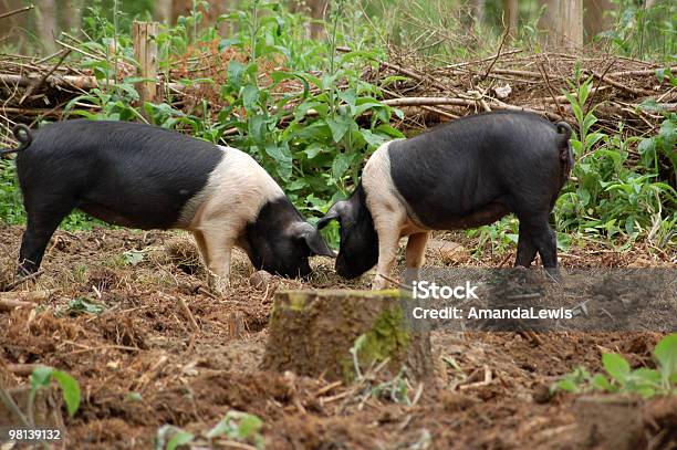 Dois Porcos Apoiar Os Alimentos - Fotografias de stock e mais imagens de Porco Saddleback - Porco Saddleback, Ao Ar Livre, Cepo