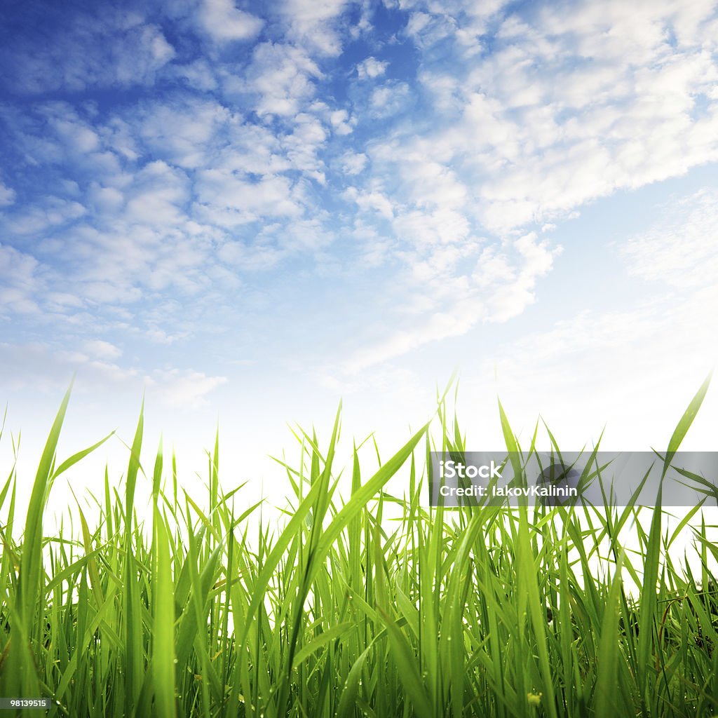 grass and cloudy sky  Agricultural Field Stock Photo
