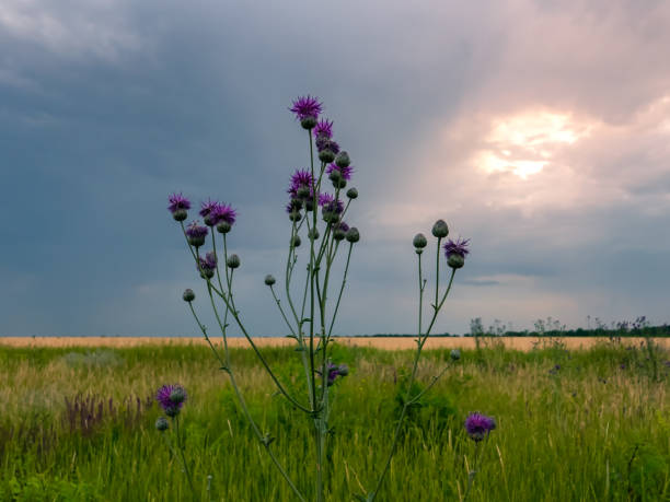 istock flower near a field 981395332