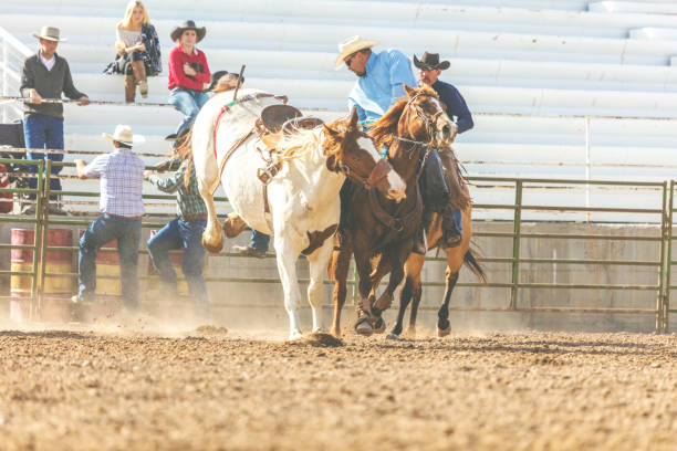 utah cowboy седло бронк арена bareback верховая езда западной на открытом воздухе и родео stampede раундап верховая езда лошади выпаса скота - bareback стоковые фото и изображения