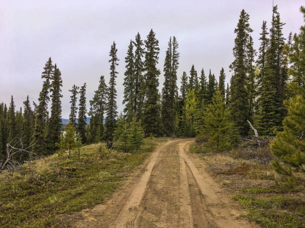 istock Dirt road and spruce trees 981398438