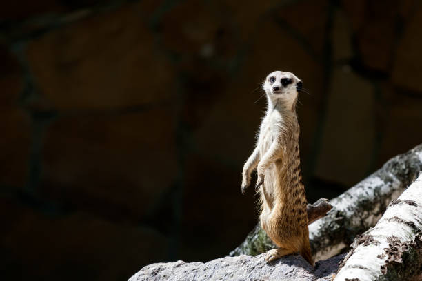 A close-up of the adult meerkat monitors its territory and birds, keeping calm for the rest of the surrikat on a warm summer day