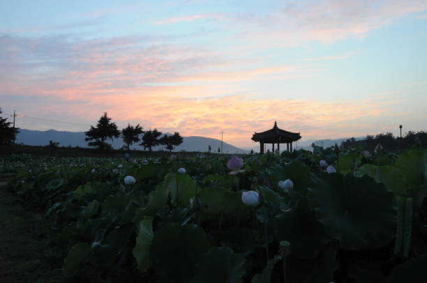 istock A lotus garden 981399040