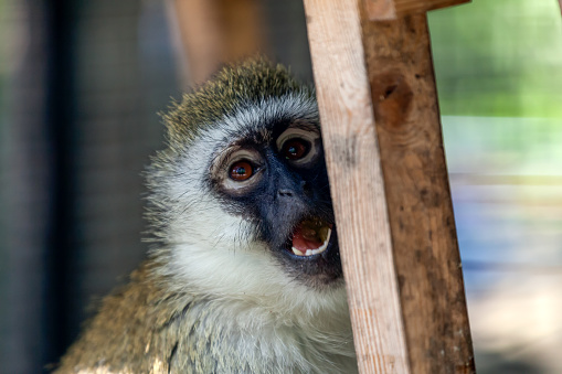 A close-up of a  grivet monkey or chlorocebus aethiops is sitting on a tree on a warm summer day