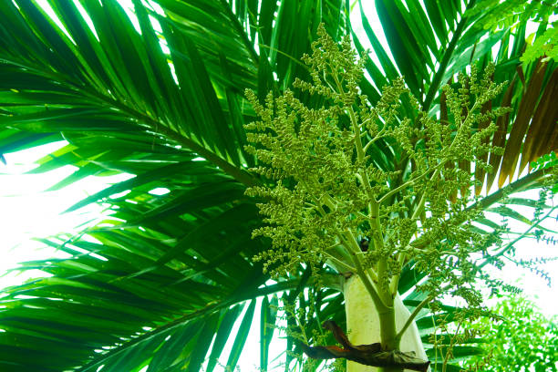 istock Tree branches and leaves are green on a white background. 981402410