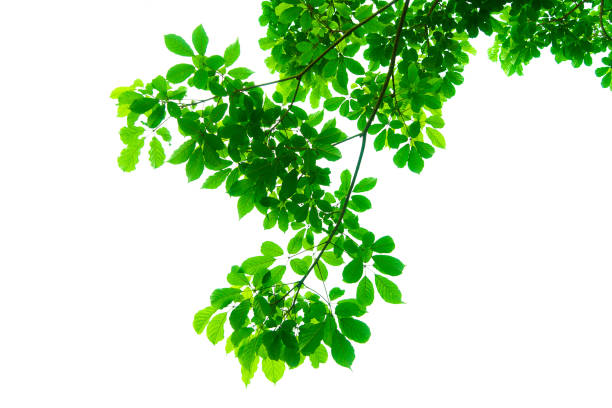 istock Tree branches and leaves are green on a white background. 981403008