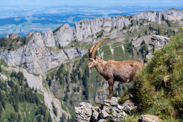 istock male horned alpine ibex capricorn standing on rock 981403110