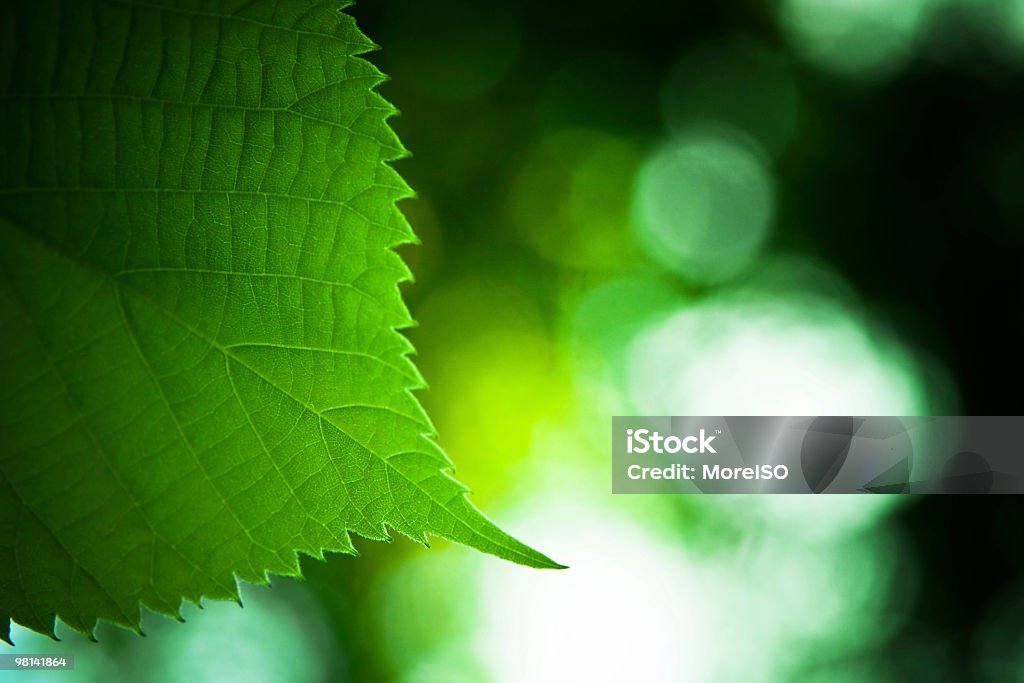 Verde leaf - Foto de stock de Aire libre libre de derechos
