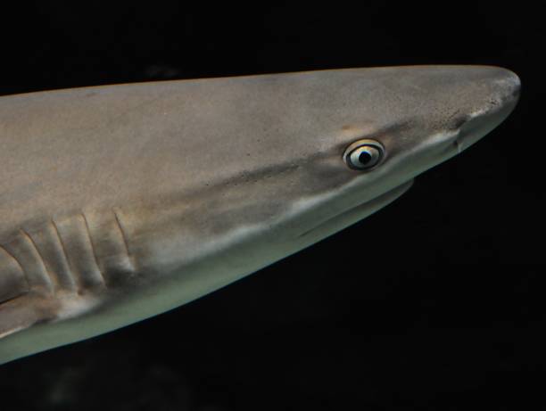 istock grey shark in the water 981420024