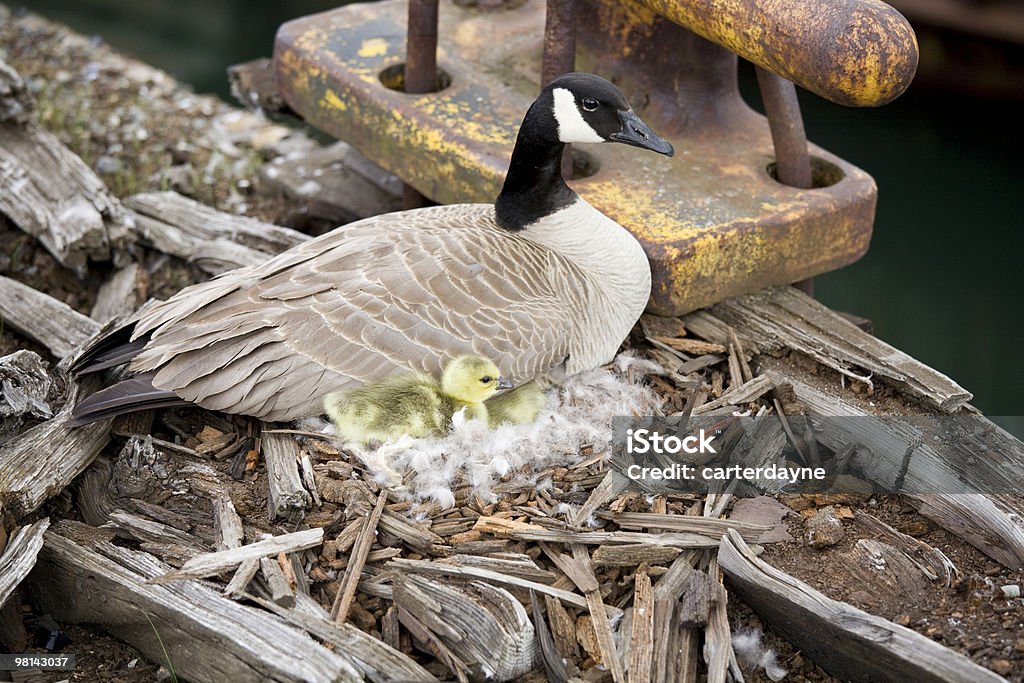 Canadian goose on an abandoned pier  Abandoned Stock Photo