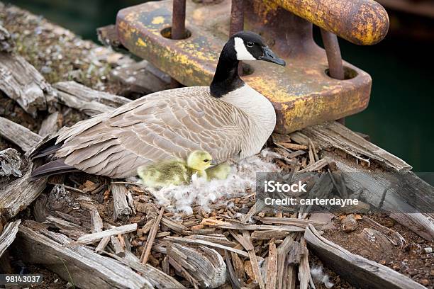 Canadian Goose On An Abandoned Pier Stock Photo - Download Image Now - Abandoned, Animal, Animal Nest