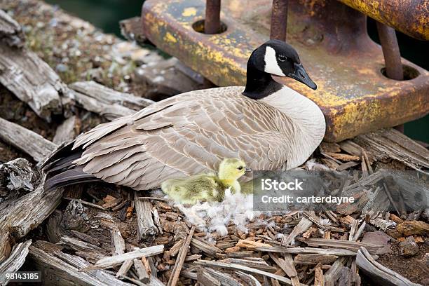 Canadian Goose On An Abandoned Pier Stock Photo - Download Image Now - Abandoned, Animal, Animal Nest