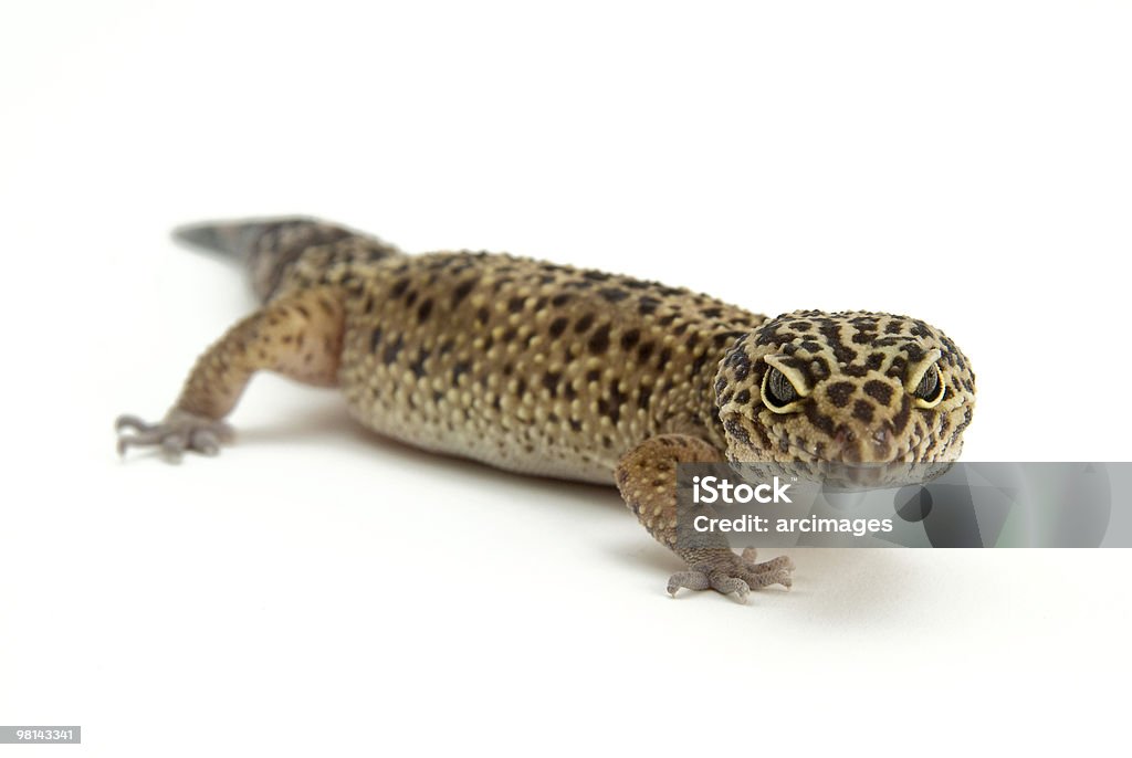 leapard gecko  Animal Stock Photo
