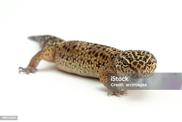Leapard Gecko Stock Photo - Download Image Now - Animal, Animal Wildlife, Color Image