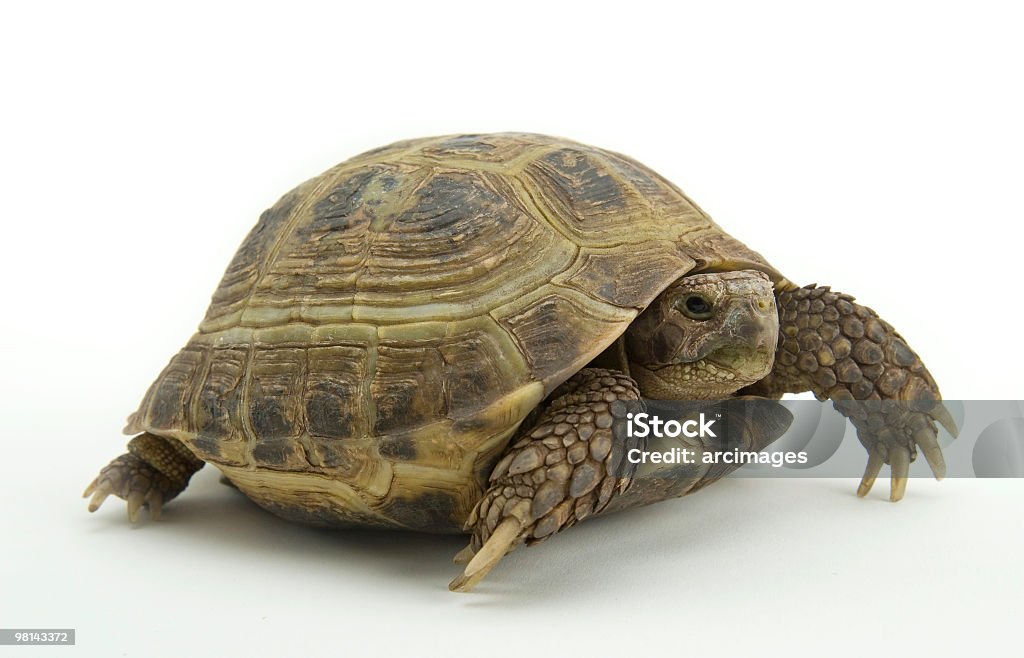 Tartaruga-russa - Foto de stock de Testudo Horsfieldii royalty-free