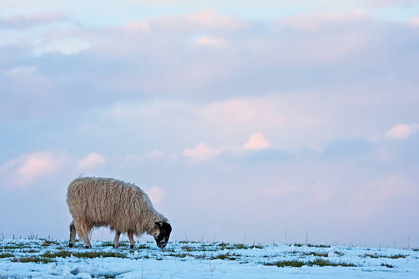 istock Single sheep on a snowy hilltop 98143506
