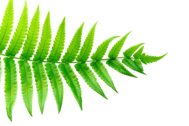istock Fresh Fern branch isolated on a white background 981435122