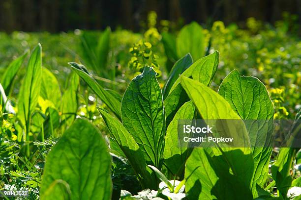 Flower Stock Photo - Download Image Now - Botany, Color Image, Day