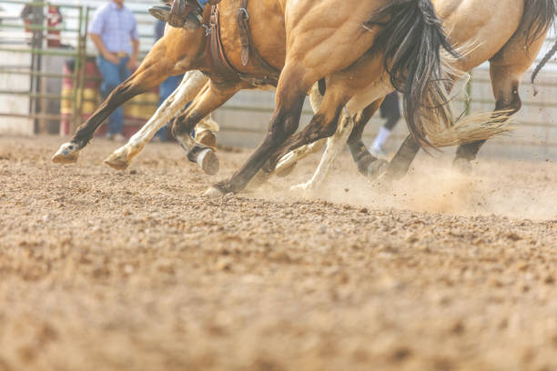 istock Utah Cowboy Saddle Bronc Bareback Riding Western Outdoors and Rodeo Stampede Roundup Riding Horses Herding Livestock 981442226