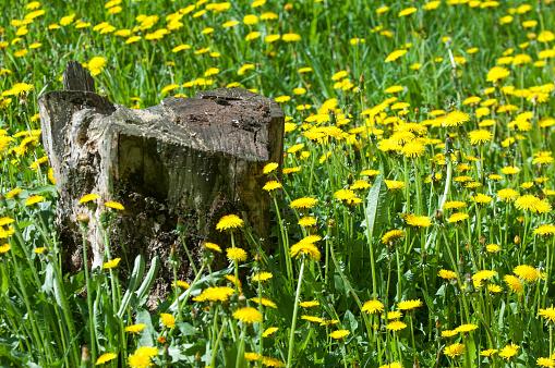 Texture, background, pattern. Landscape spring. An old stump, flowers of a dandelion. Yellow dandelion flowers growing near an old brown wooden stump