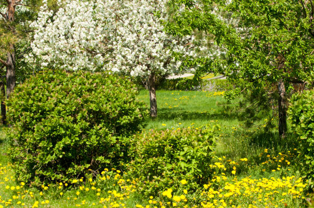 istock Spring landscape, apple. Spring flowers. A blossoming apple on a background of nature, spring flowers. Romantic elegance Vintage illustration with leaves and flowers of an apple tree 981443922