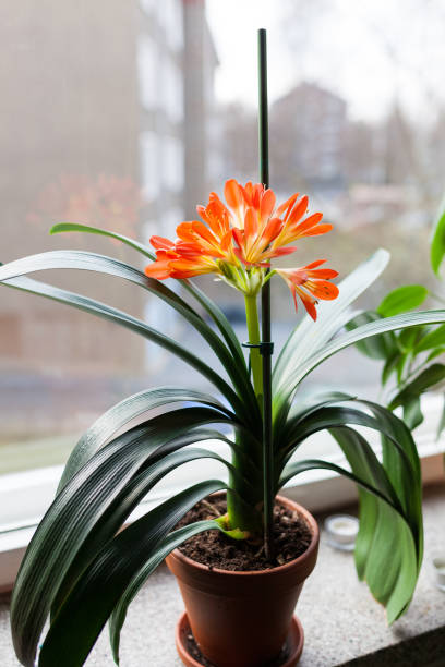 clivia miniata fleur qui fleurit - kaffir lily photos et images de collection