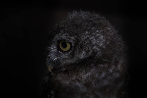 istock Spot owl on green grass and black background, select focus eye, 981455594