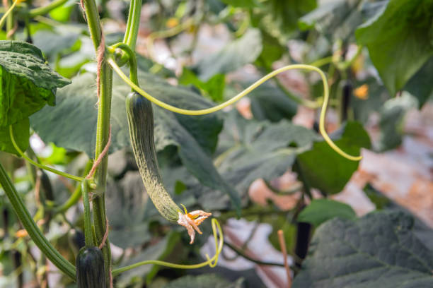istock Swinging tendril and very small cucumber 981458716