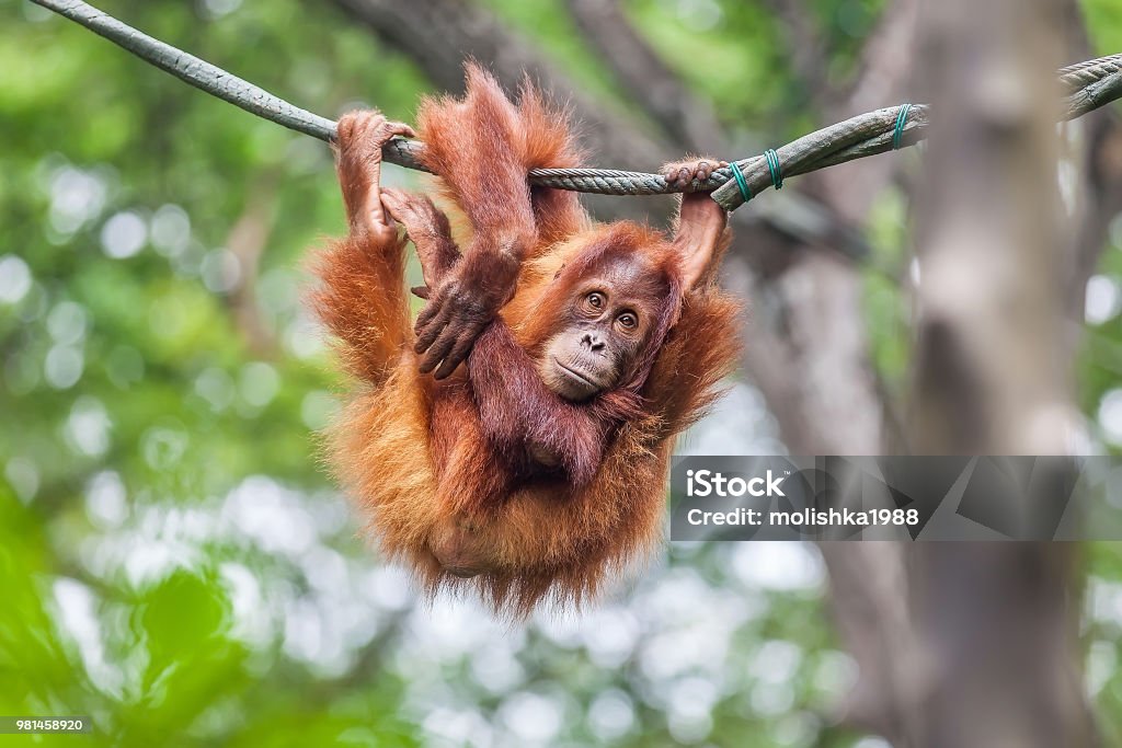 Young Orangutan swinging on a rope Young Orangutan with funny pose swinging on a rope Zoo Stock Photo