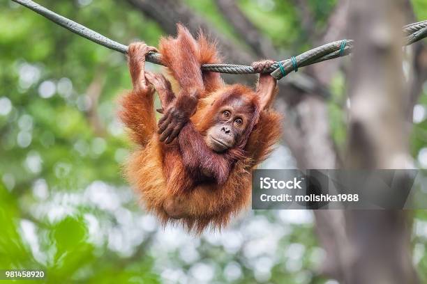 Young Orangutan Swinging On A Rope Stock Photo - Download Image Now - Zoo, Ape, Monkey