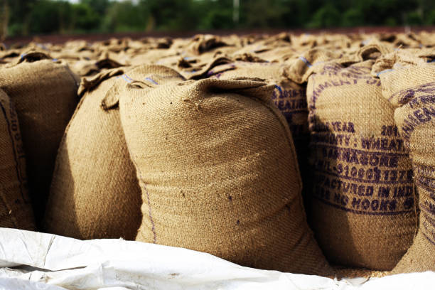 istock Wheat crop heap open in the market 981459866