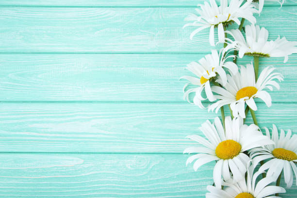 istock Chamomile flowers on mint wooden table 981459906