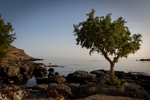 tree on the coast of crete, greece