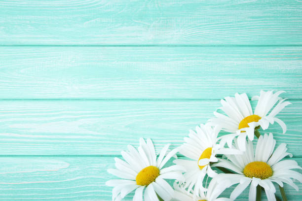 istock Chamomile flowers on mint wooden table 981460718